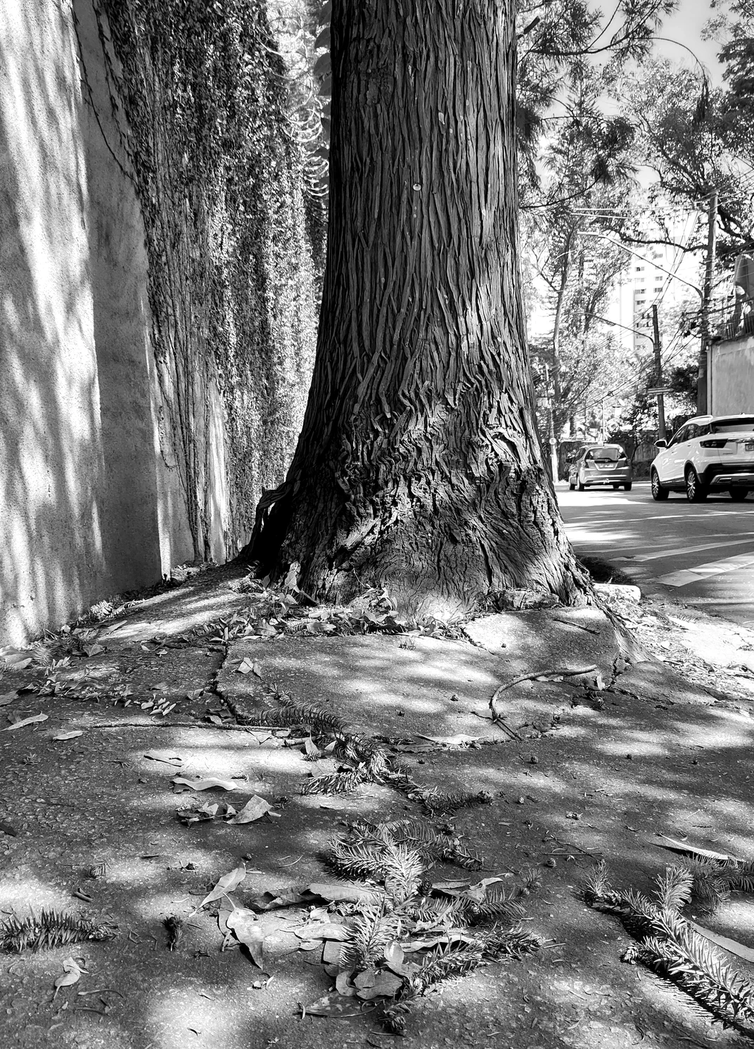 Het snijvlak van natuur en stadsleven in Brazilië